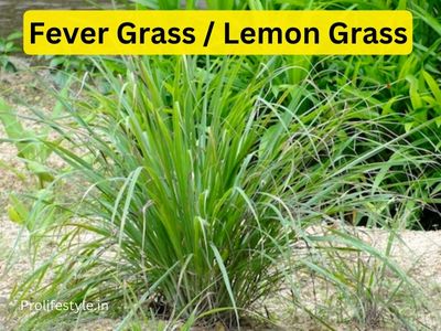 Fever grass and It’s FAQ