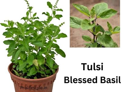 tulsi plant Blessed Basil plant benefits, benefits of tulsi plant in typhoid fever prolifestyle